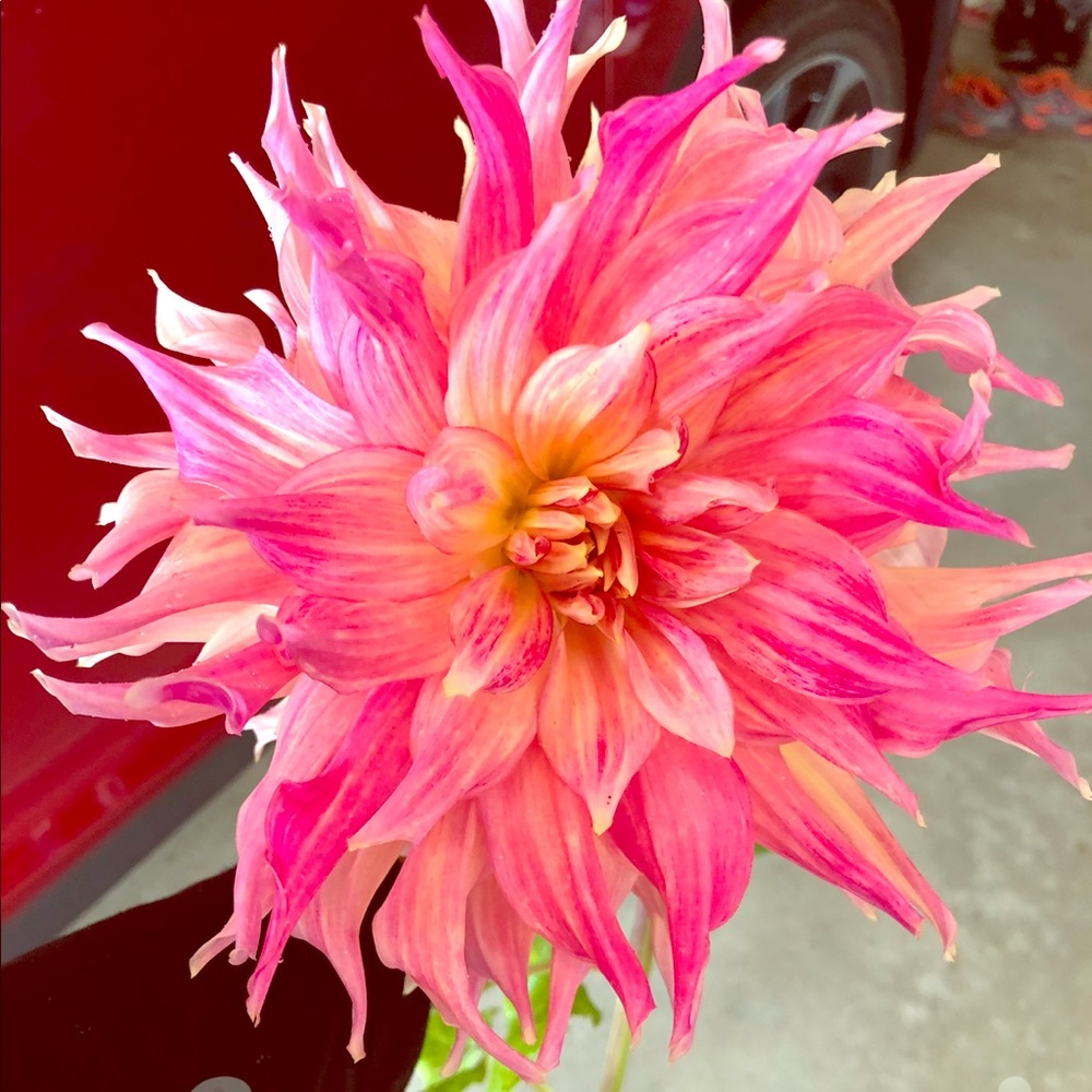 Your Posh Ambassador